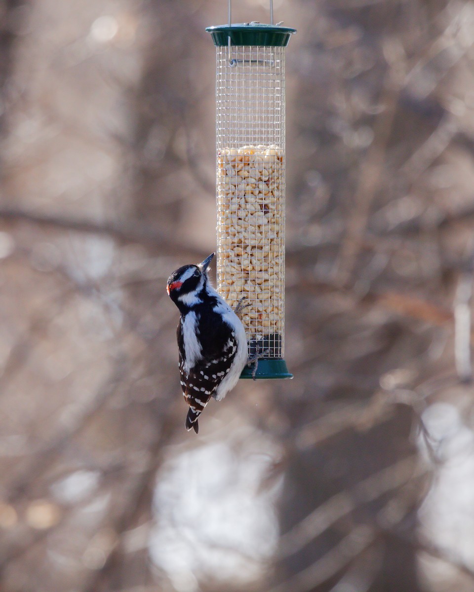 Hairy Woodpecker - ML533368241