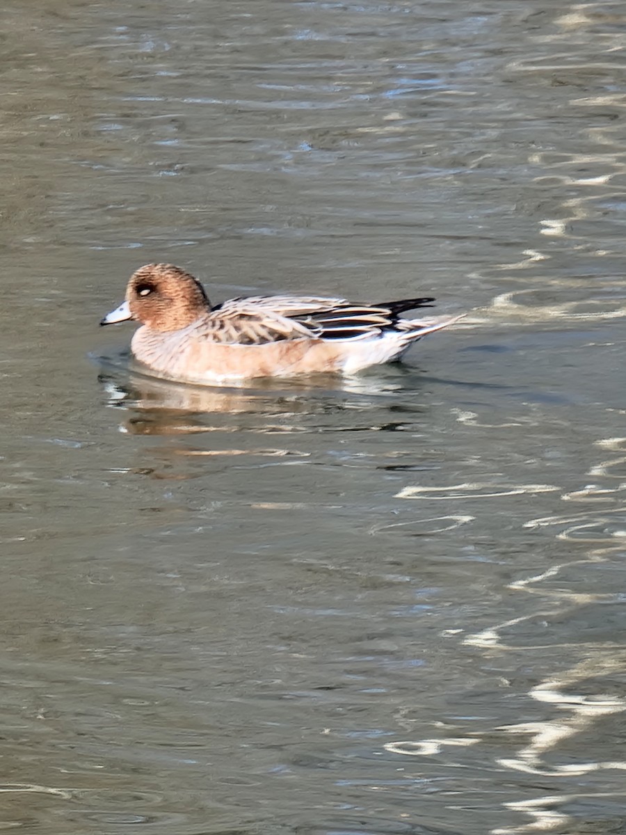 Eurasian Wigeon - ML533368881