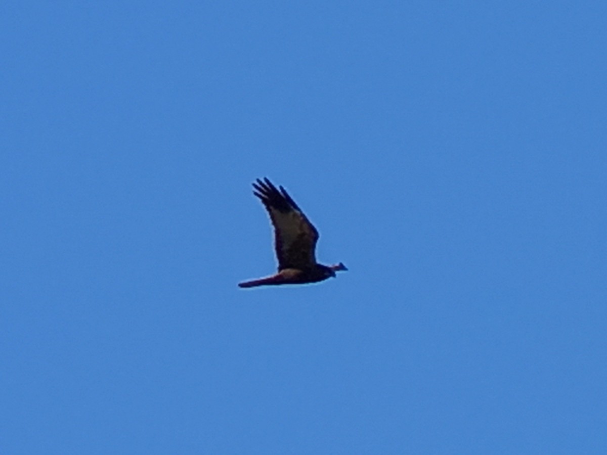 Western Marsh Harrier - Nelson Conceição