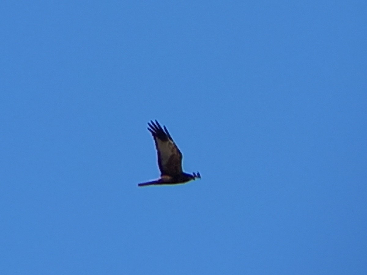 Western Marsh Harrier - ML533371241