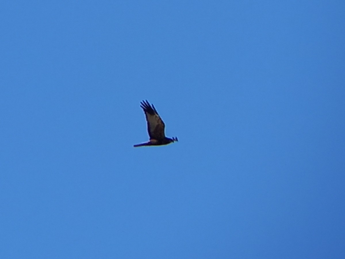 Western Marsh Harrier - ML533371271