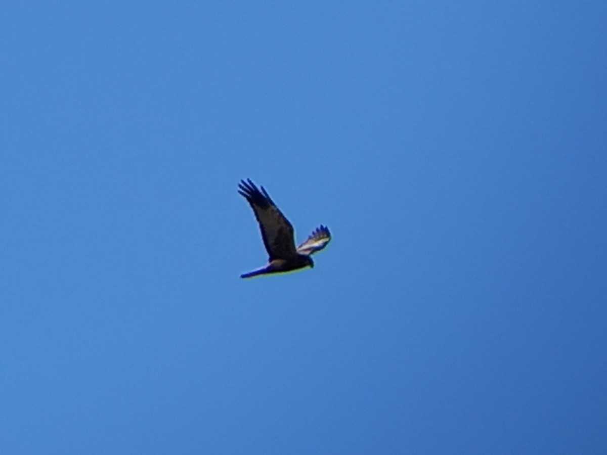 Western Marsh Harrier - ML533371291