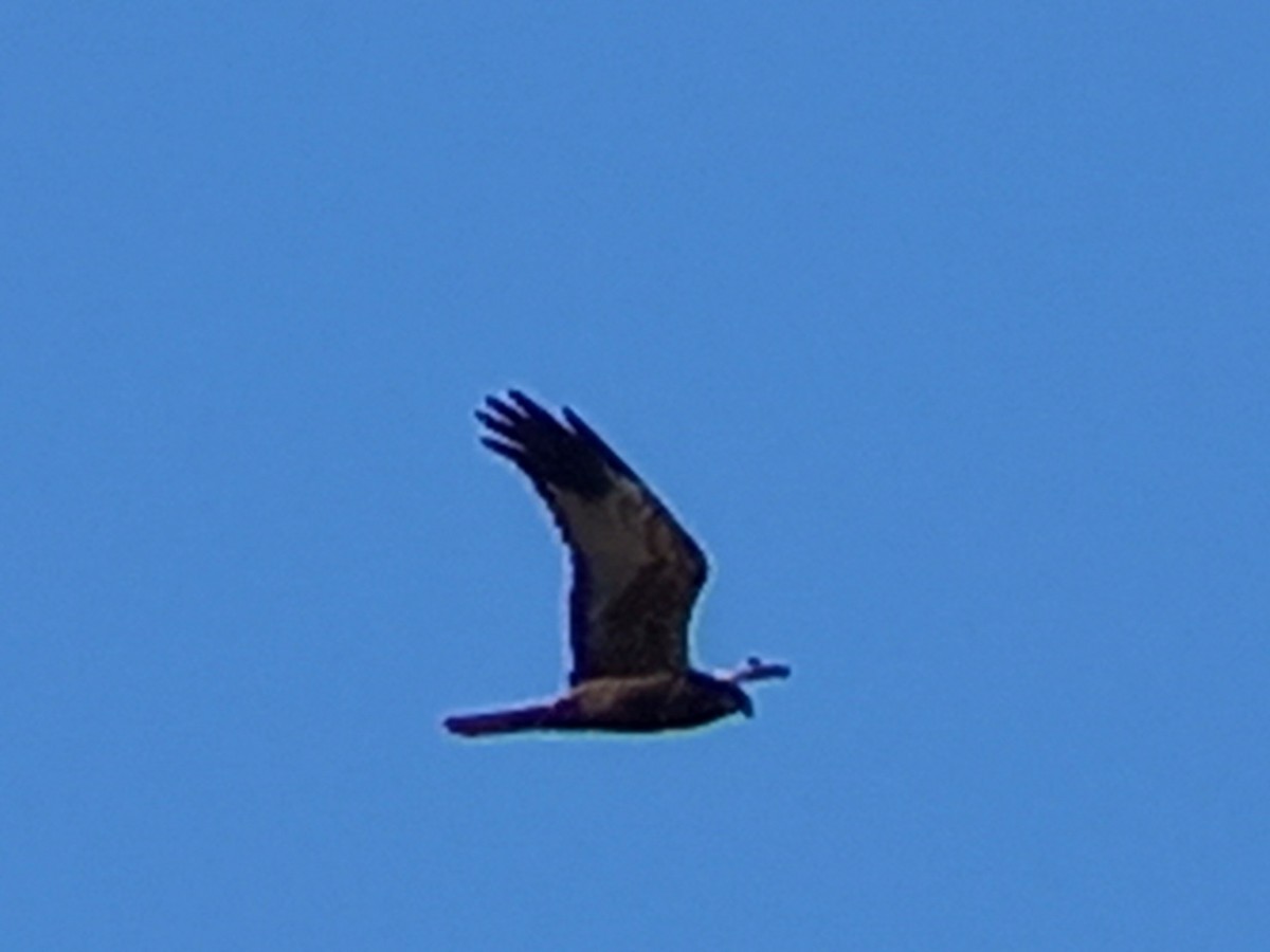 Western Marsh Harrier - ML533371321