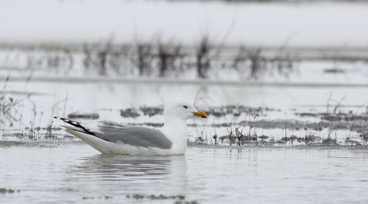 Iceland Gull - ML53337151