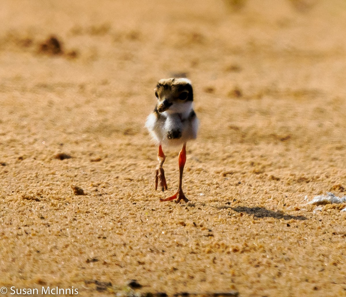 Pied Plover - ML533371891