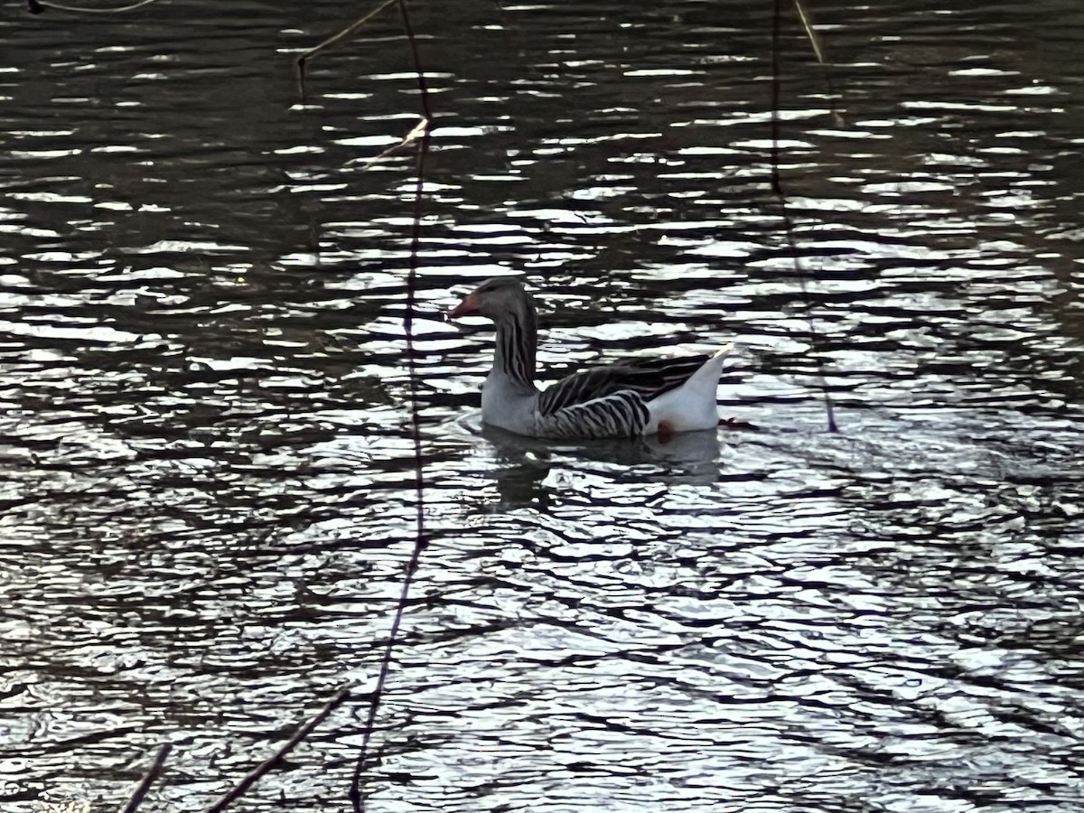 Graylag Goose (Domestic type) - ML533371971