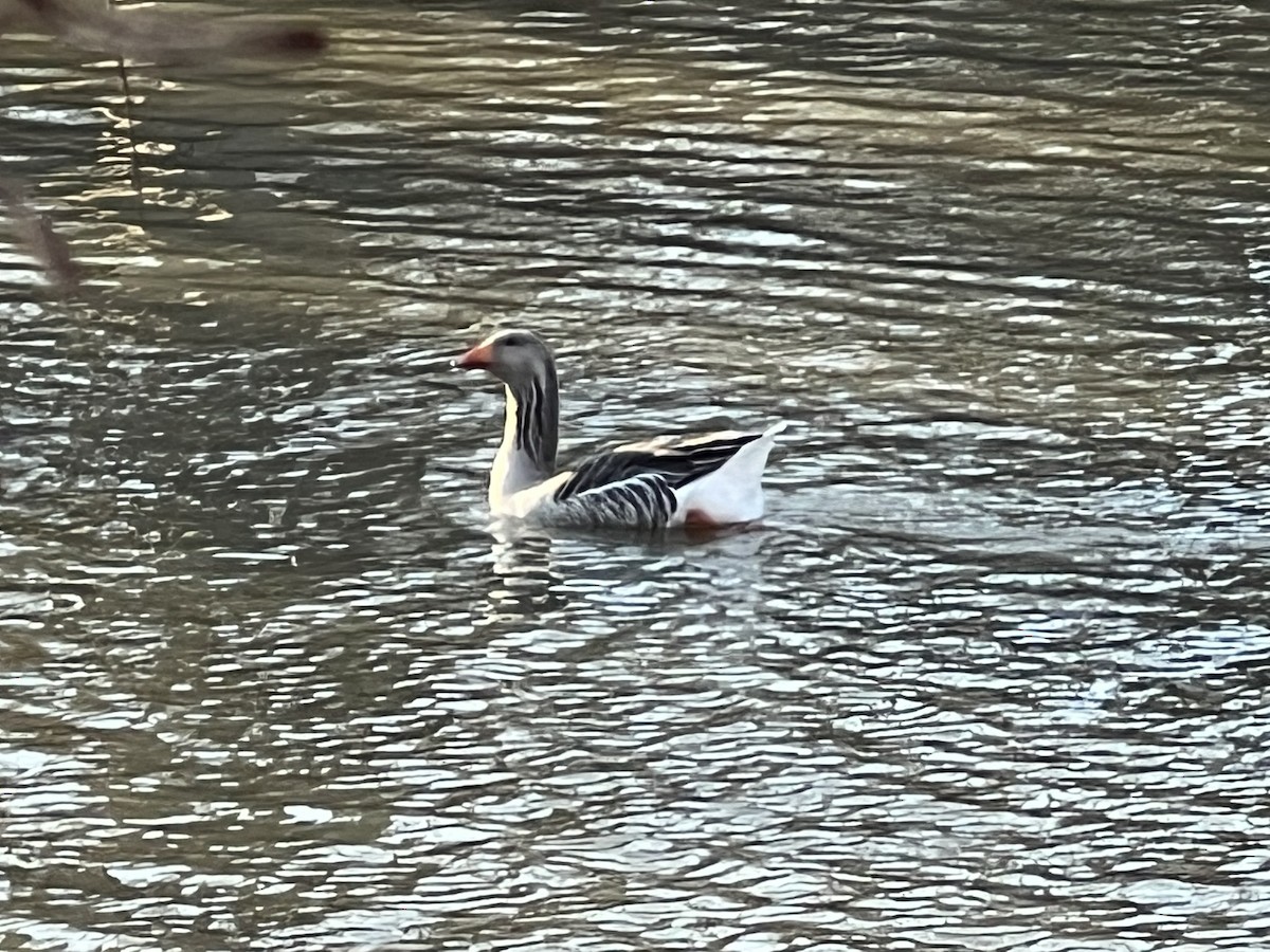 Graylag Goose (Domestic type) - ML533371981