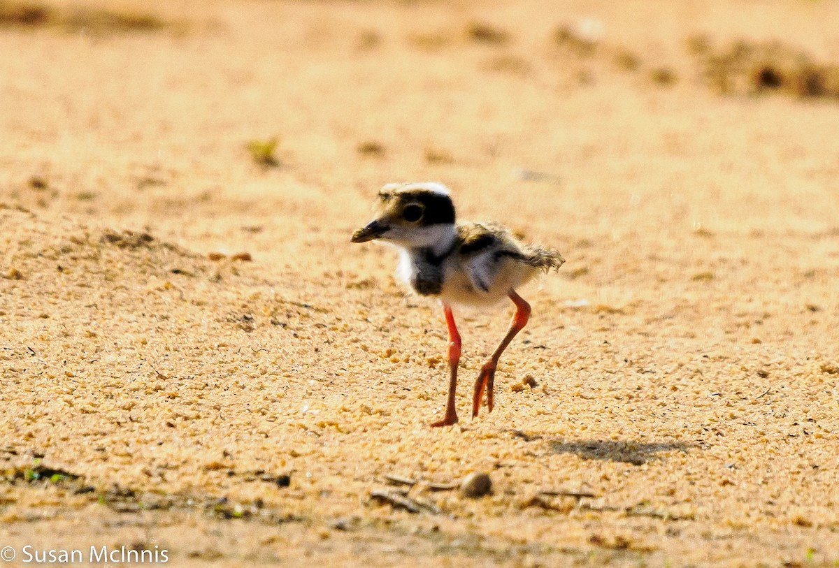 Pied Plover - ML533372251