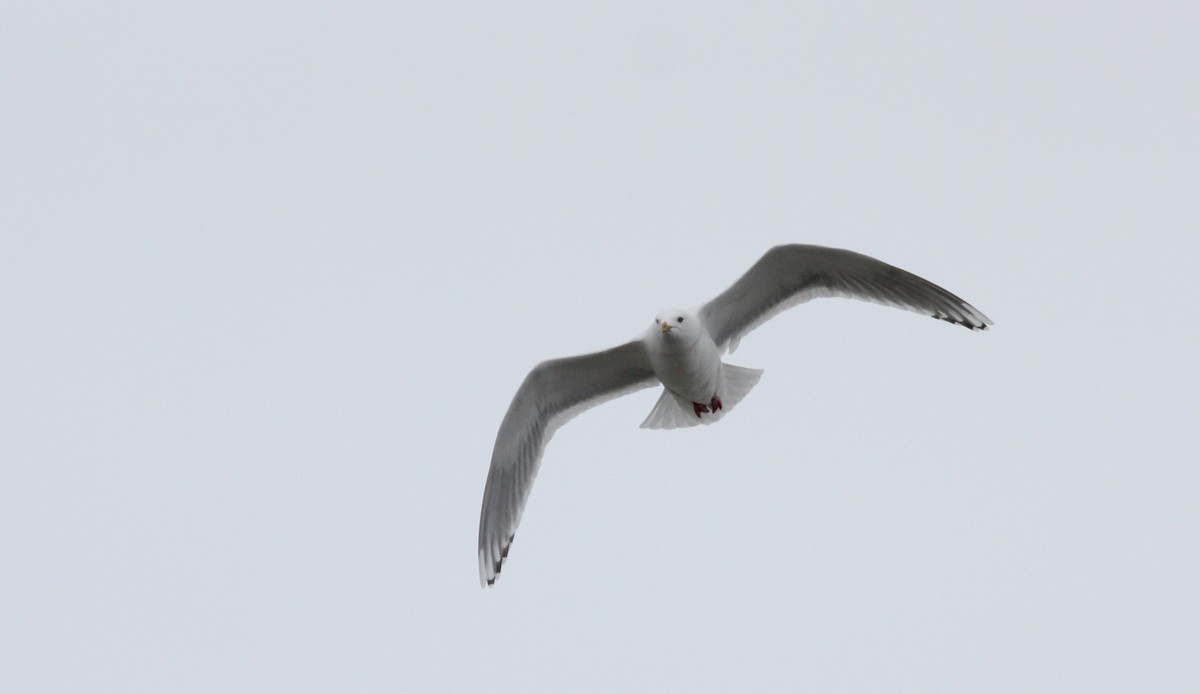 Gaviota Groenlandesa - ML53337271