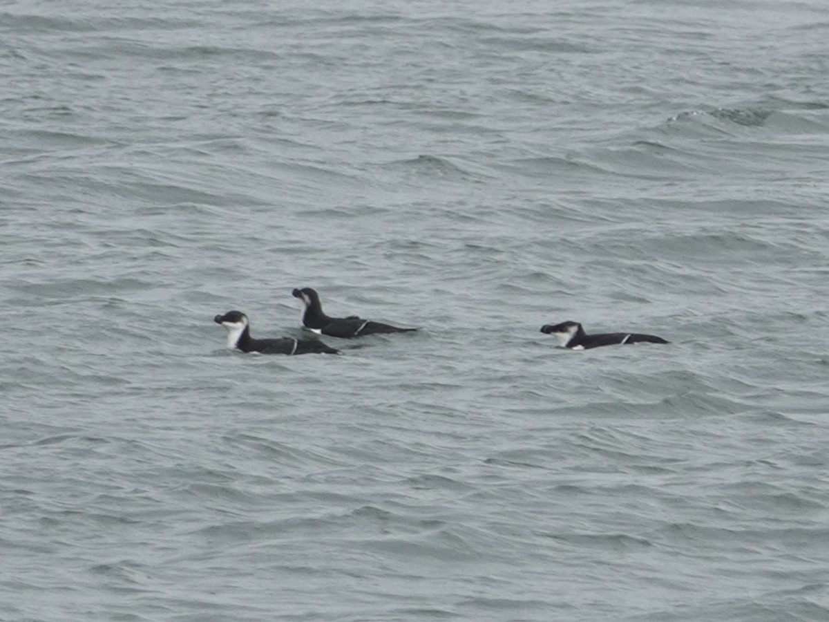 Razorbill - ML533373351