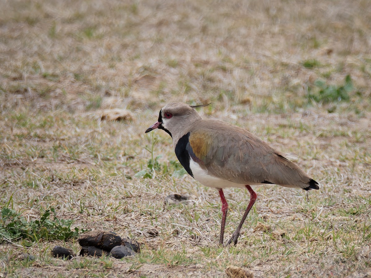 Southern Lapwing - Terry Miller 🦅