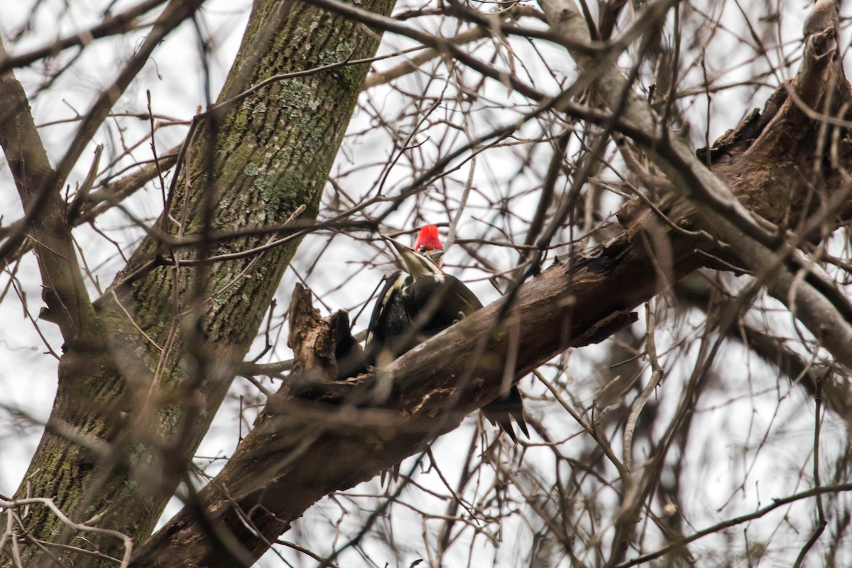 Pileated Woodpecker - Melissa McMasters