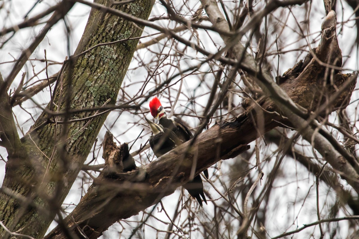 Pileated Woodpecker - Melissa McMasters