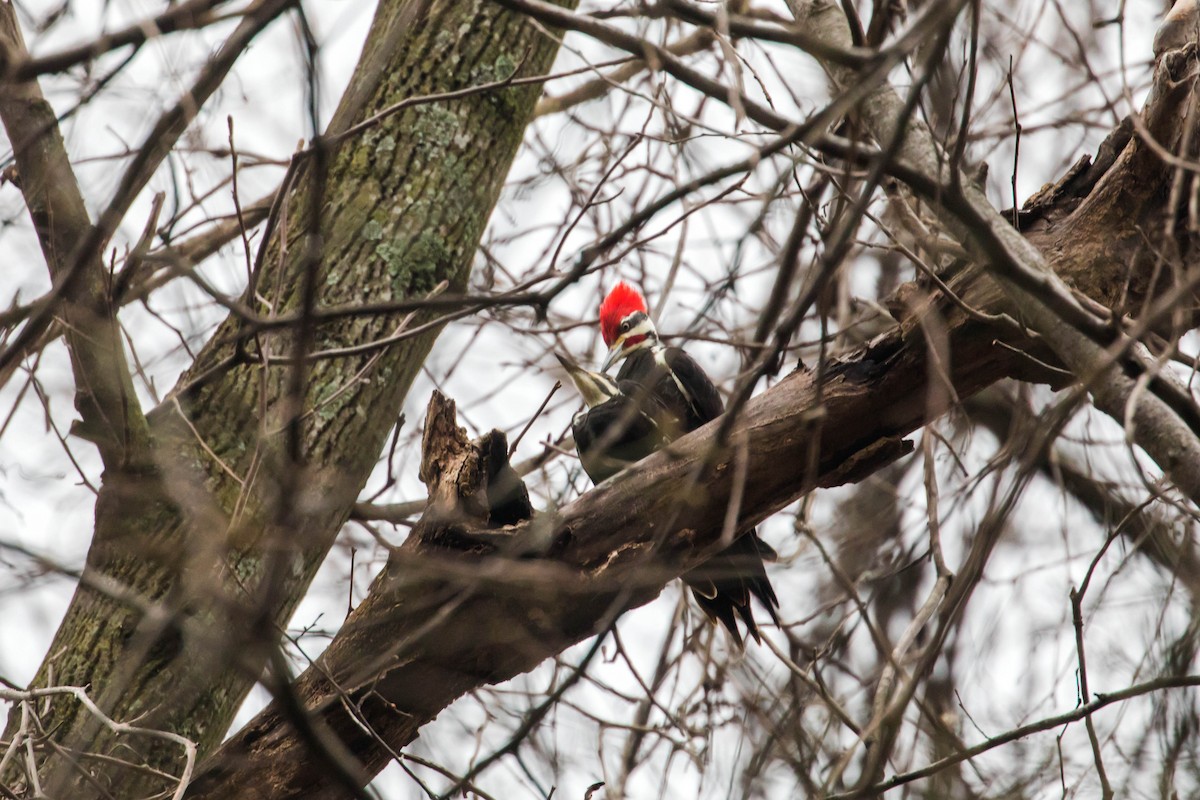 Pileated Woodpecker - Melissa McMasters