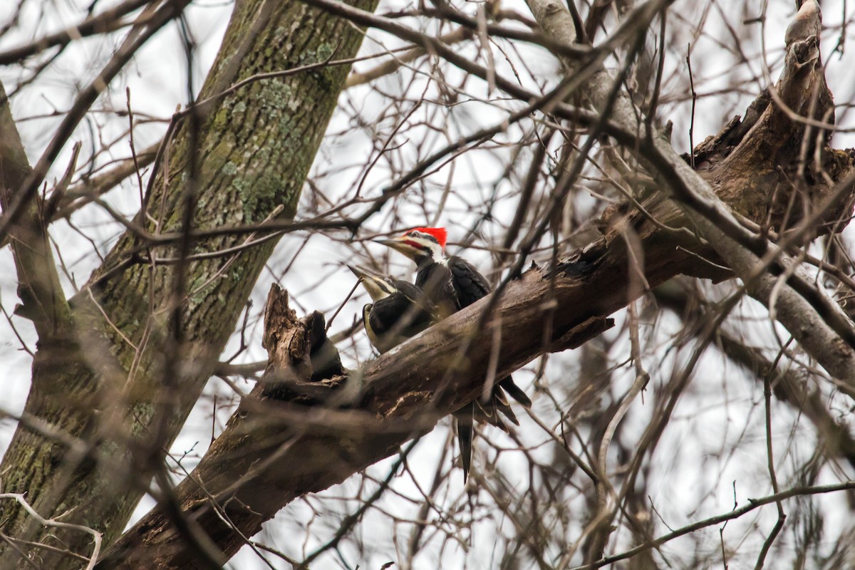 Pileated Woodpecker - Melissa McMasters