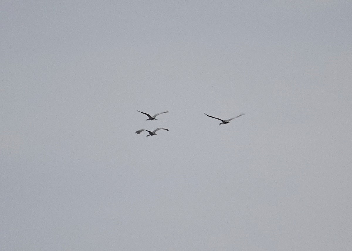 Sandhill Crane - ML533374811