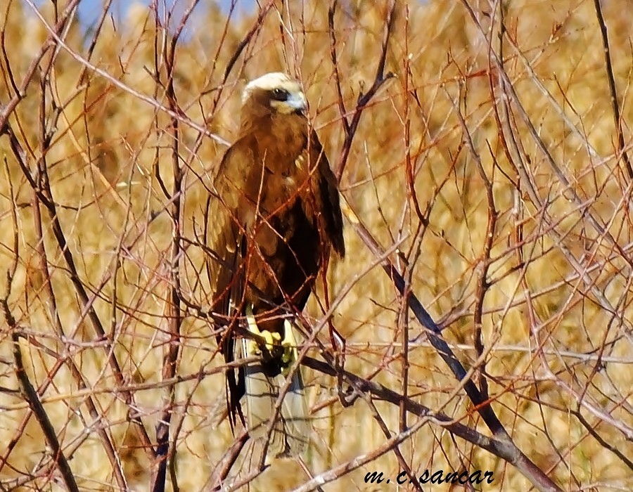 Western Marsh Harrier - ML533375321