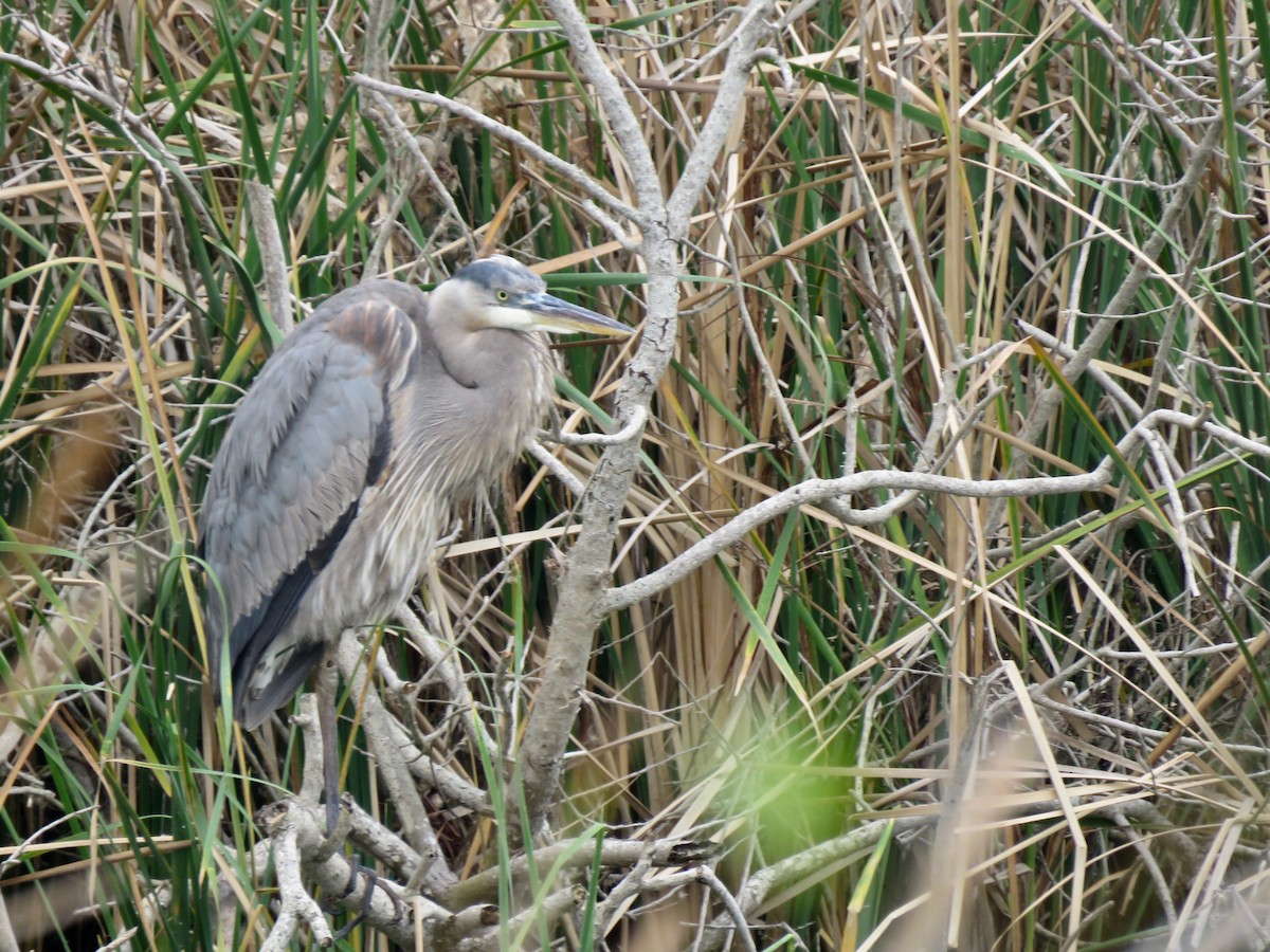 Great Blue Heron - ML533375821