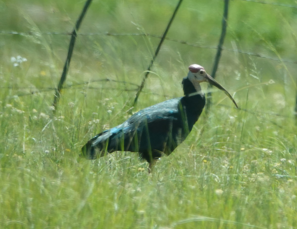eBird Checklist - 27 Jan 2023 - Belele (Private) - 30 species