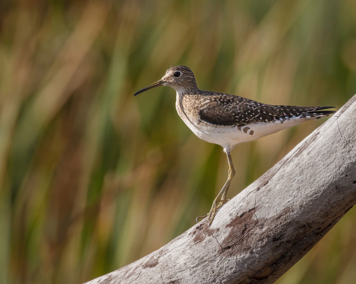 Solitary Sandpiper - Karl Wirth