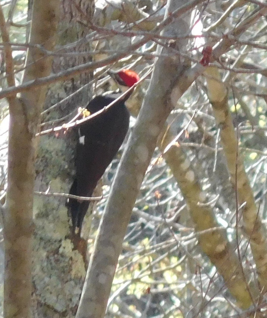 Pileated Woodpecker - ML53338021