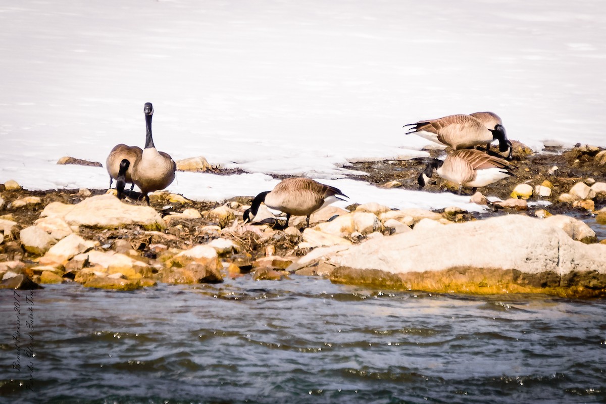 Canada Goose - Benoit Pérusse