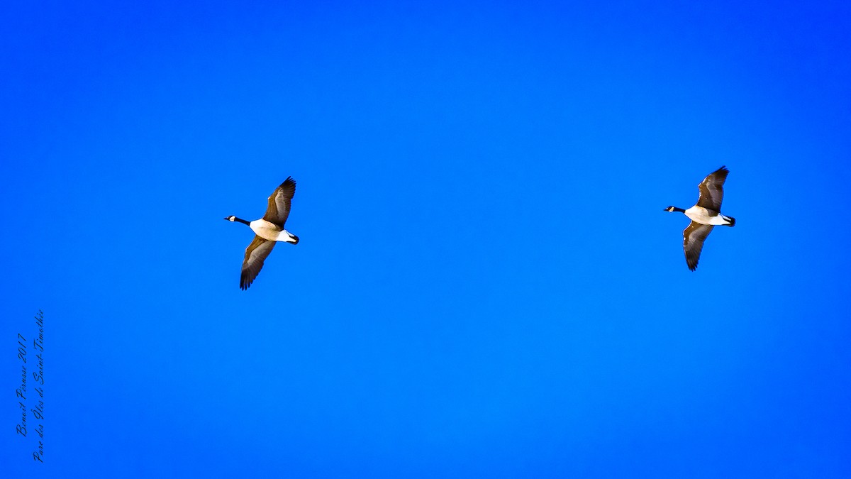 Canada Goose - Benoit Pérusse