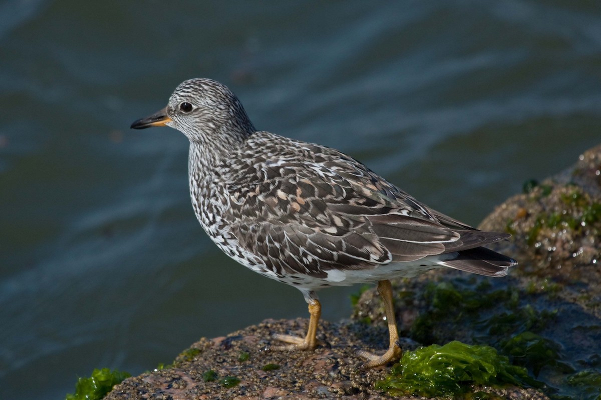 Surfbird - ML53338131