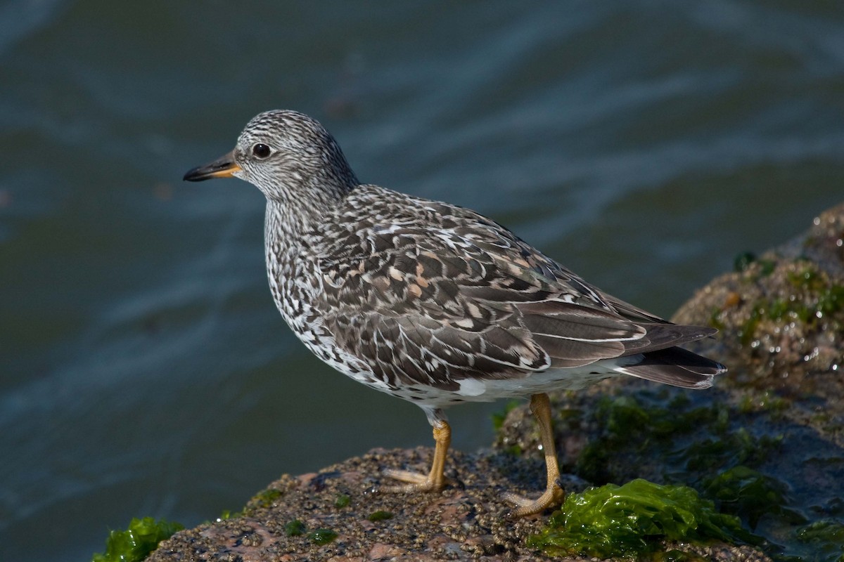 Surfbird - ML53338131