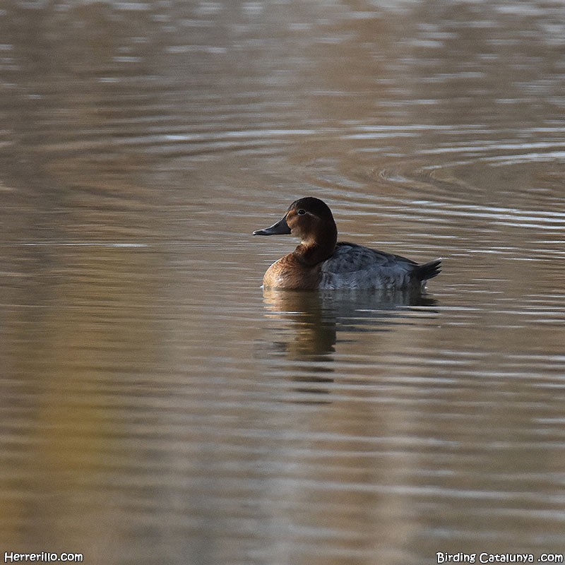 Common Pochard - ML533381791