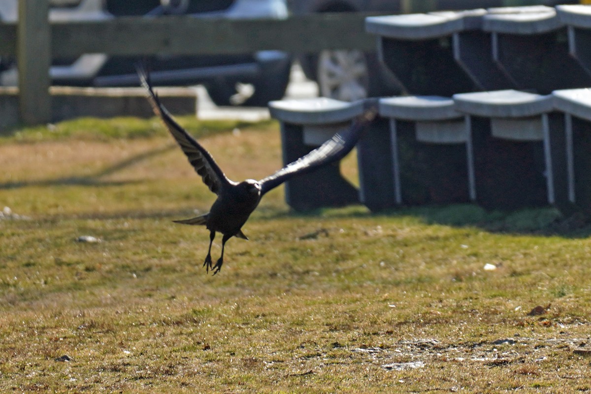 American Crow - ML533382121