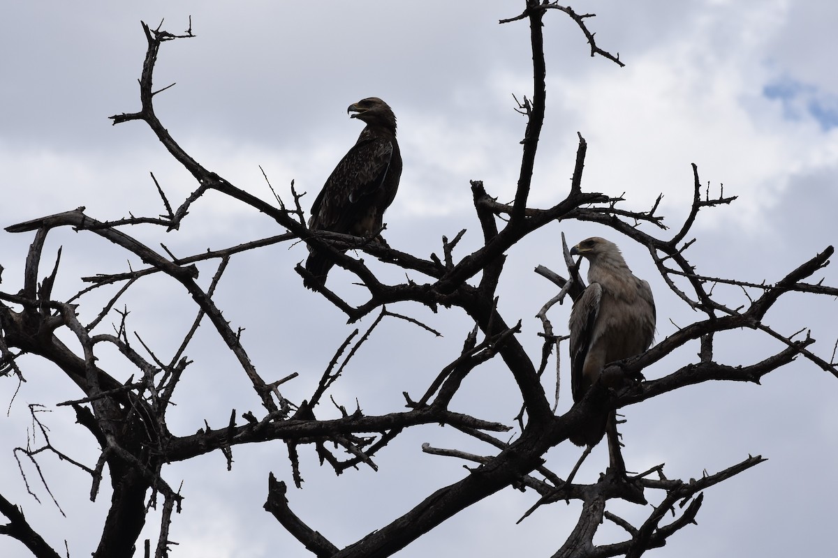 Tawny Eagle - ML533382141