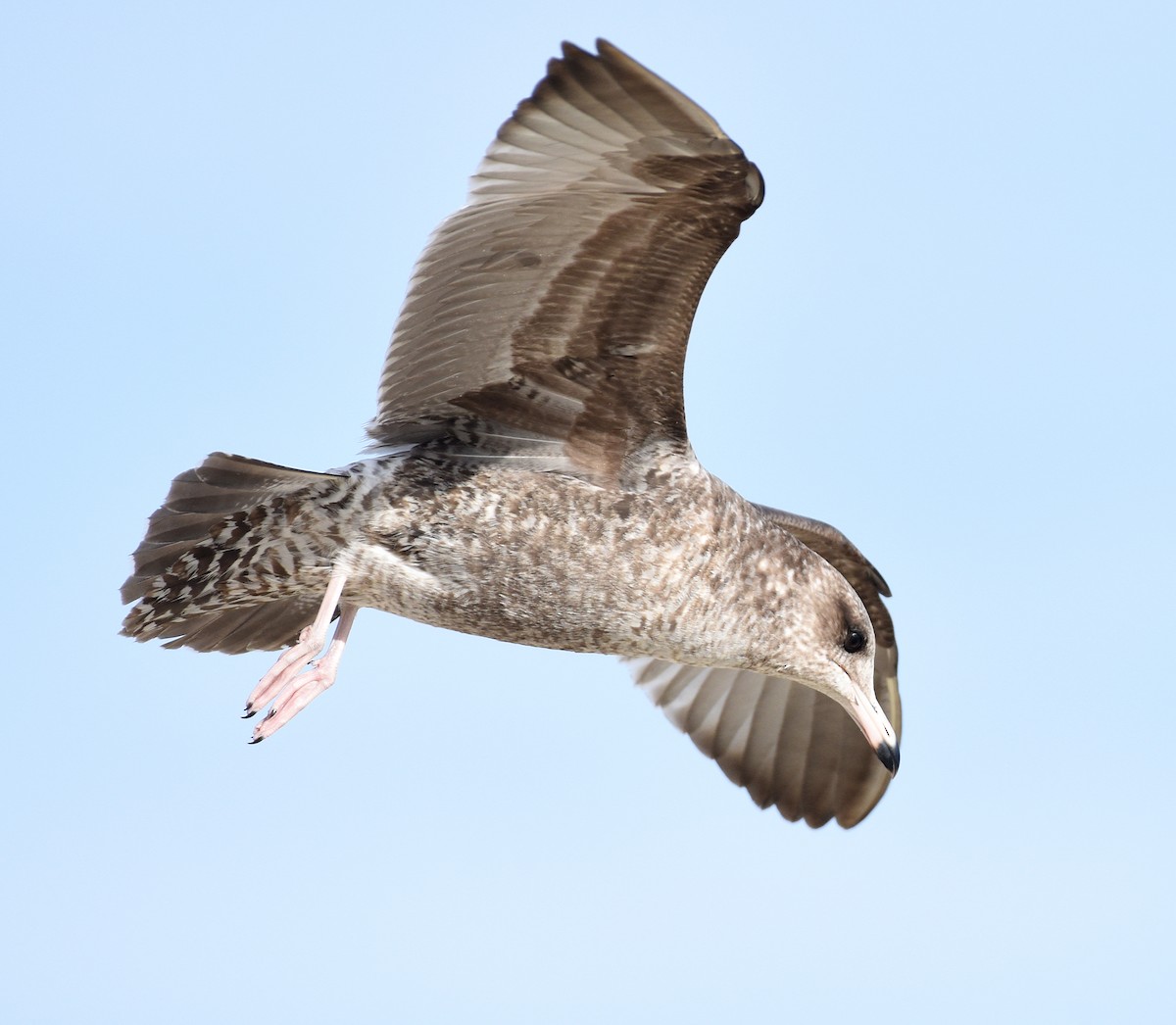 California Gull - ML533382181