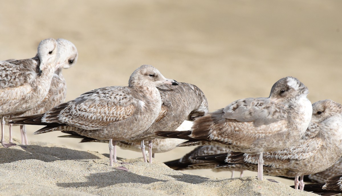 California Gull - ML533382191