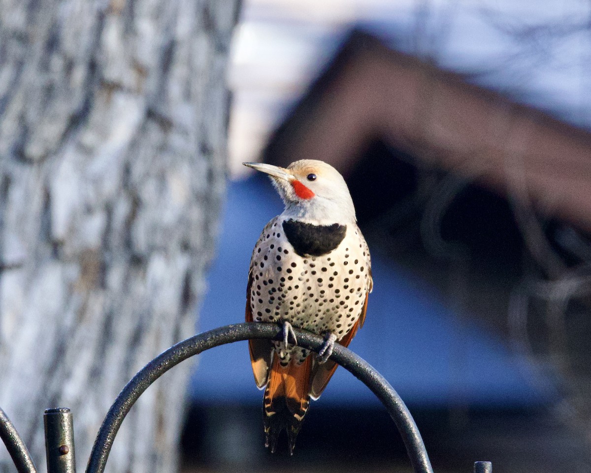 Northern Flicker (Red-shafted) - ML533382971