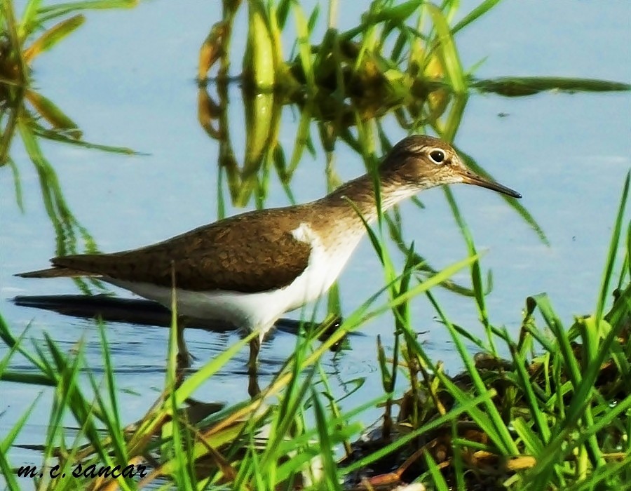 Common Sandpiper - Mustafa Coşkun  Sancar