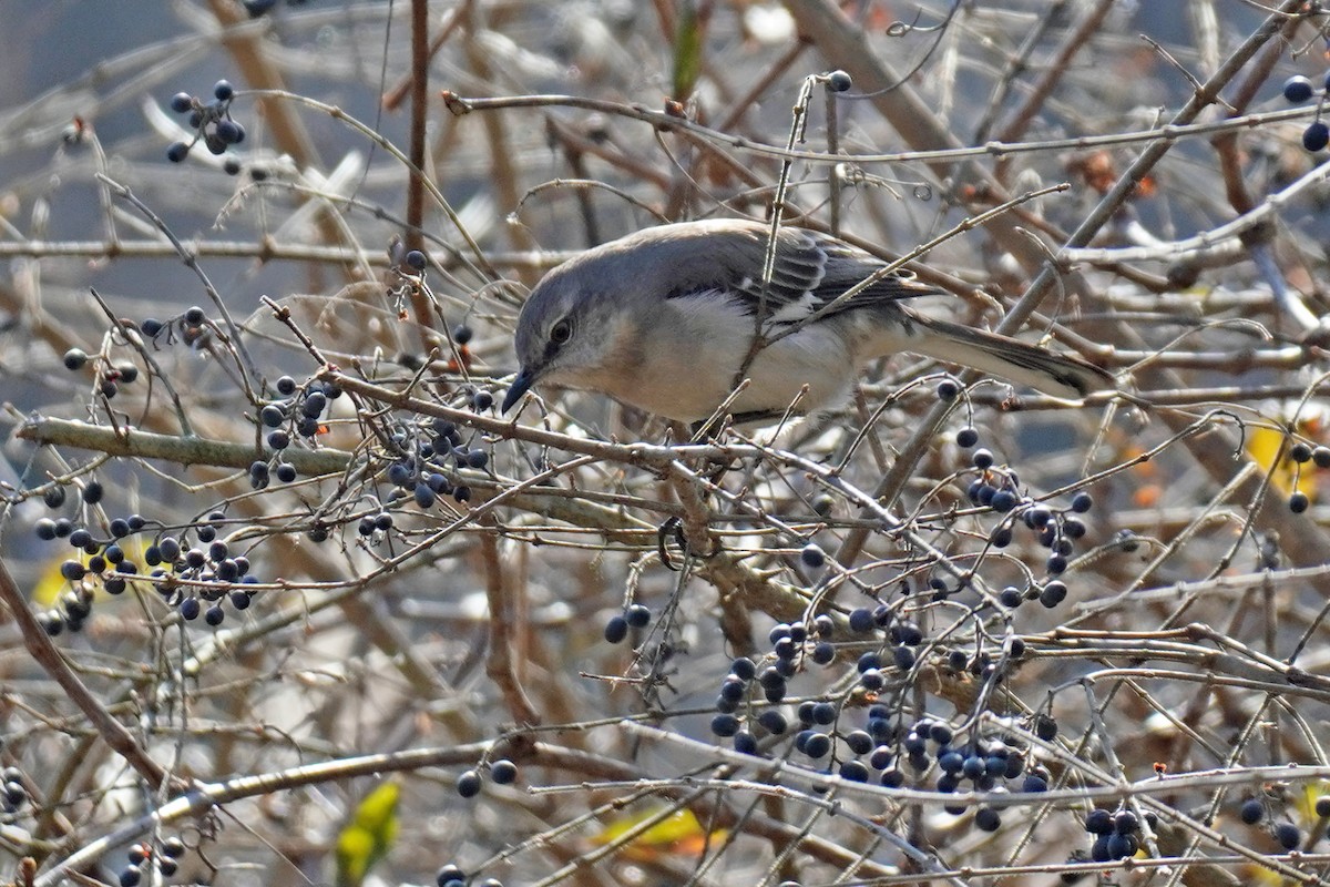 Northern Mockingbird - ML533383431