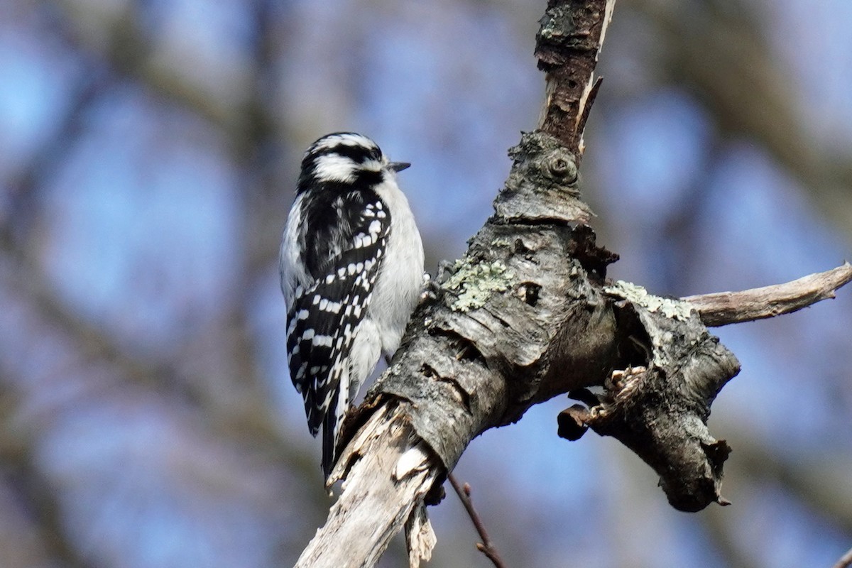 Downy Woodpecker - ML533385021