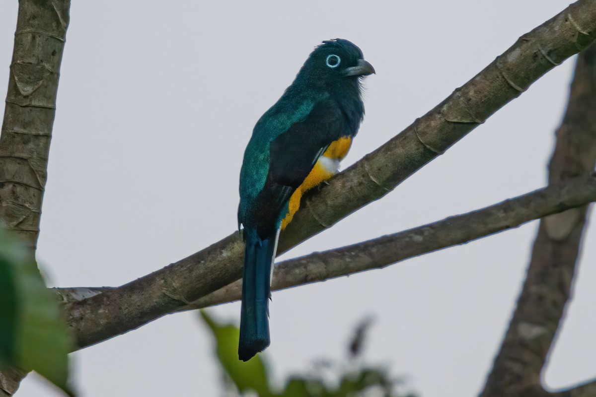 grønnryggtrogon - ML533385031