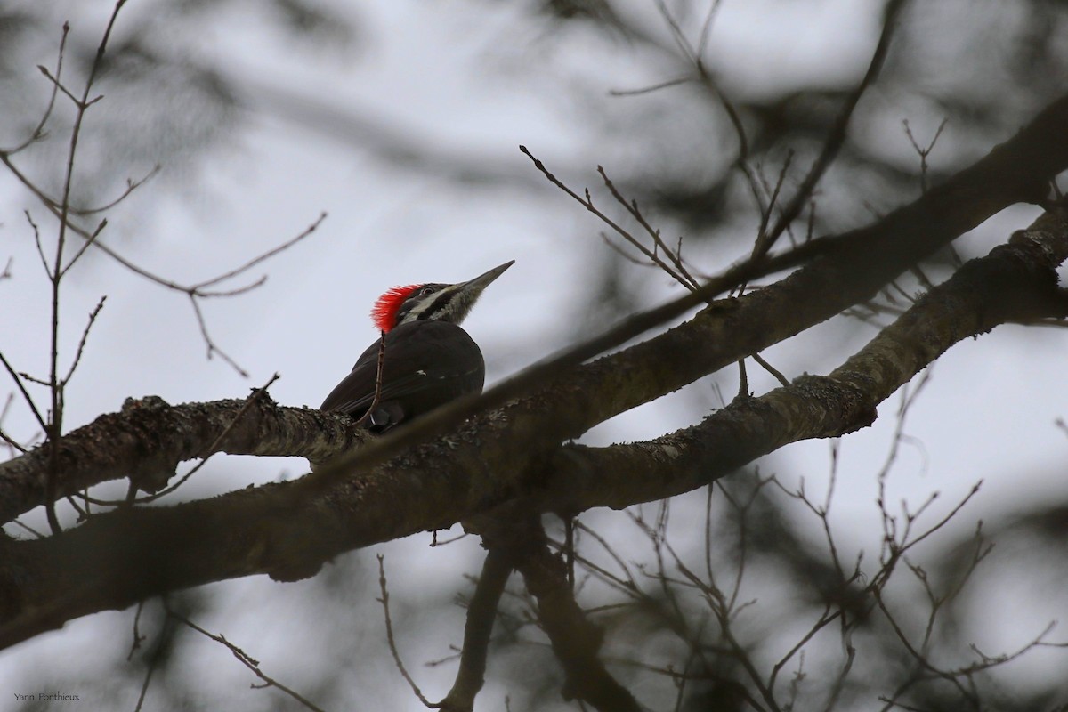 Pileated Woodpecker - ML533385601