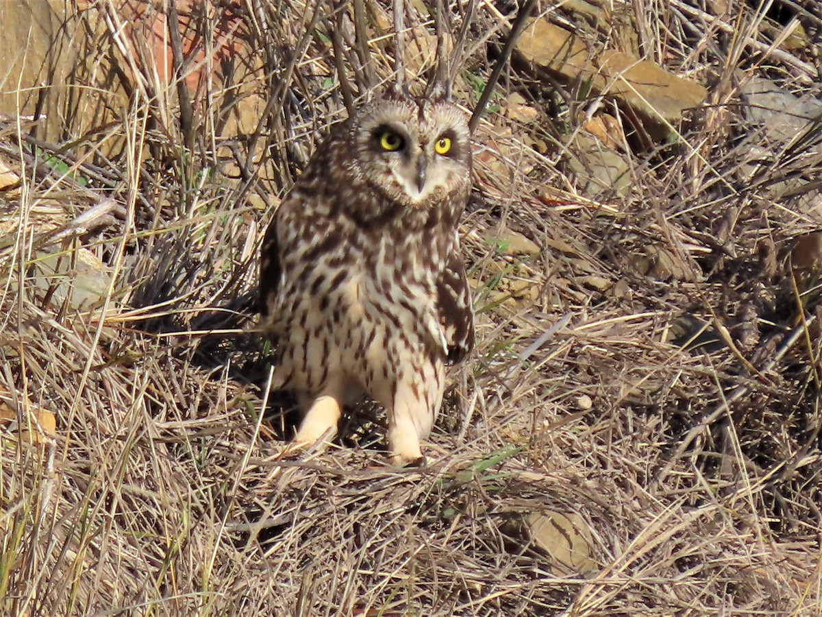 kalous pustovka (ssp. flammeus) - ML533385911