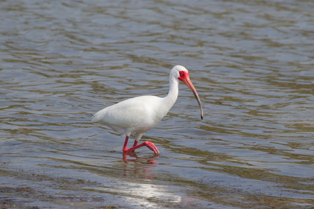 White Ibis - ML53338611