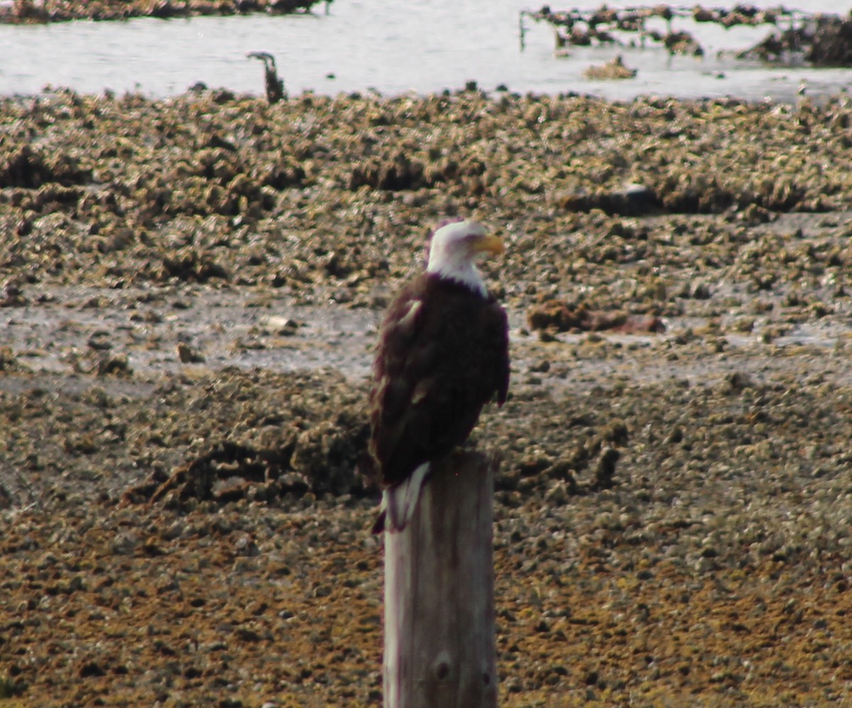 Weißkopf-Seeadler - ML53338661