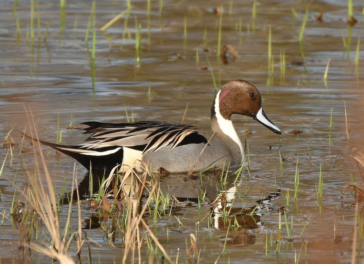 Northern Pintail - Rachel Hudson