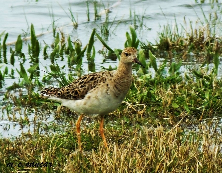 Ruff - Mustafa Coşkun  Sancar