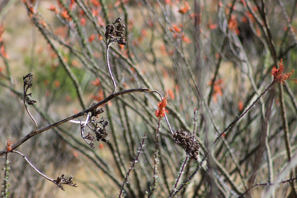 Lucifer Hummingbird - ML533388211