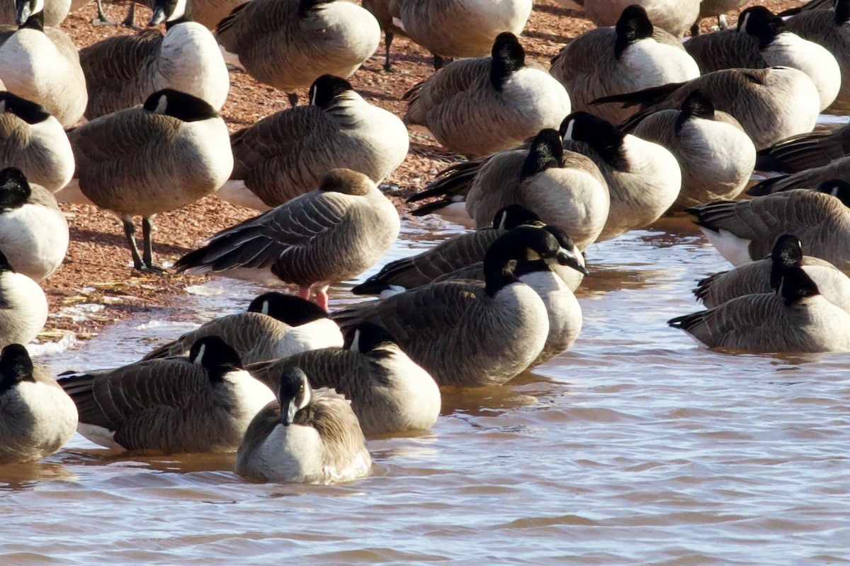 Pink-footed Goose - ML533388411