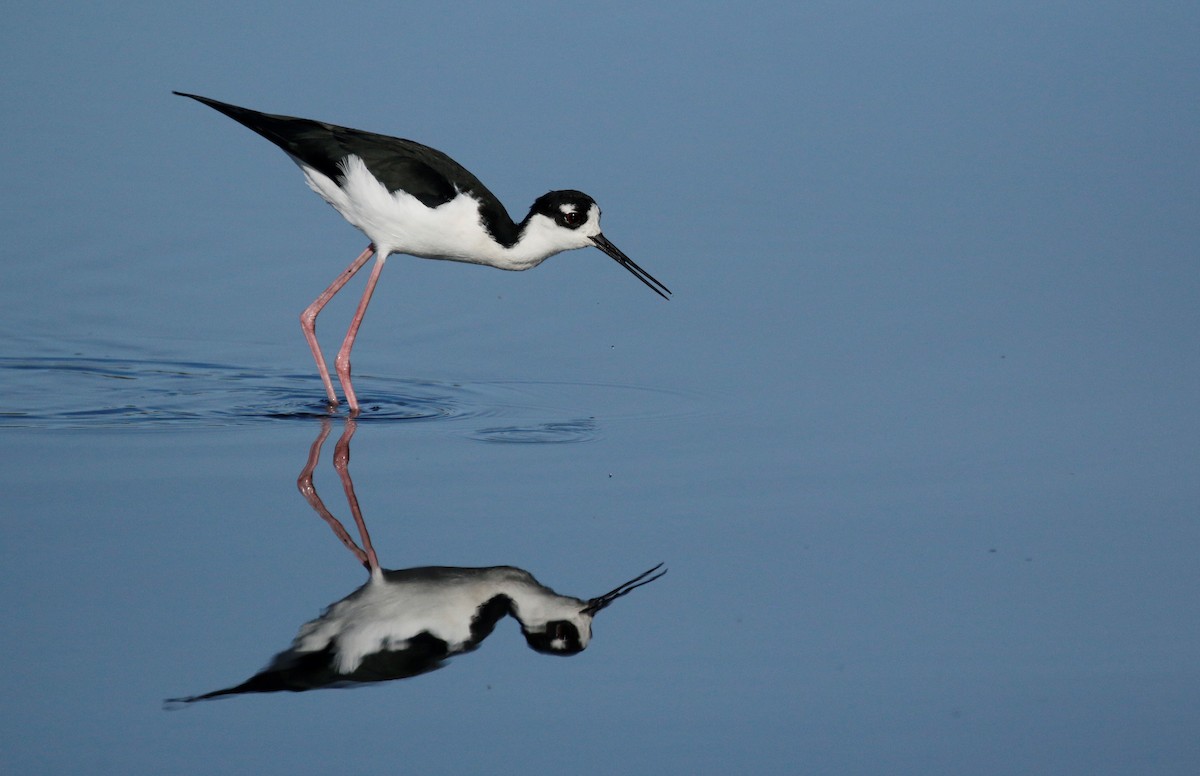 Black-necked Stilt - ML533389911