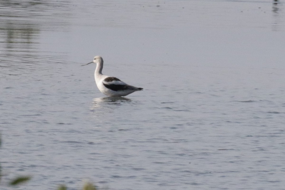 American Avocet - ML533390031