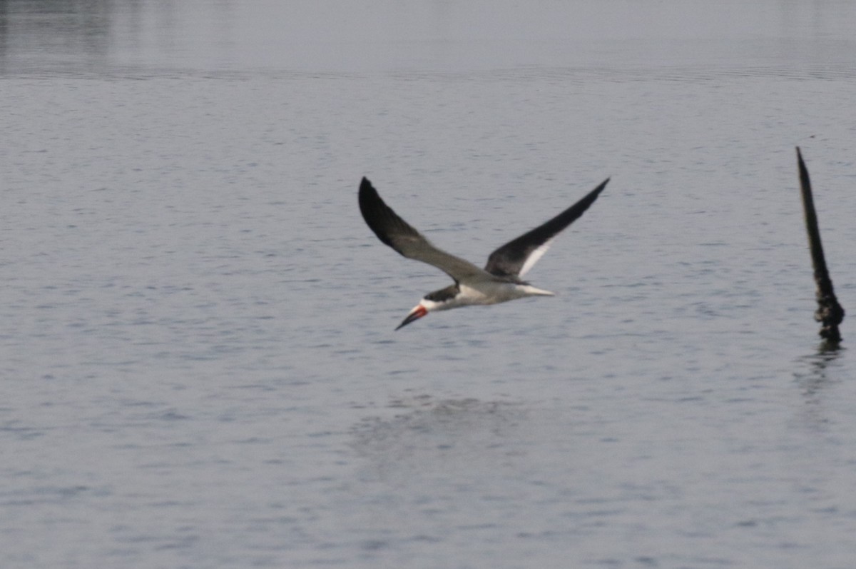 Black Skimmer - ML533390231